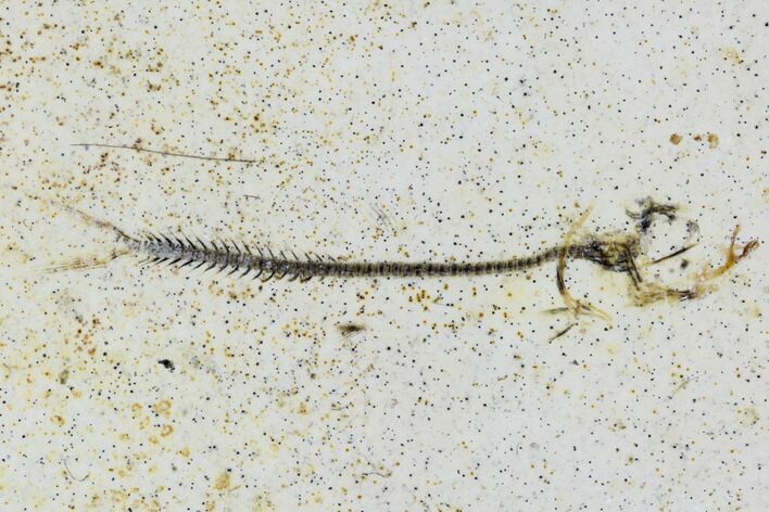 Bargain, Jurassic Fish (Leptolepides) Fossil - Solnhofen #104301